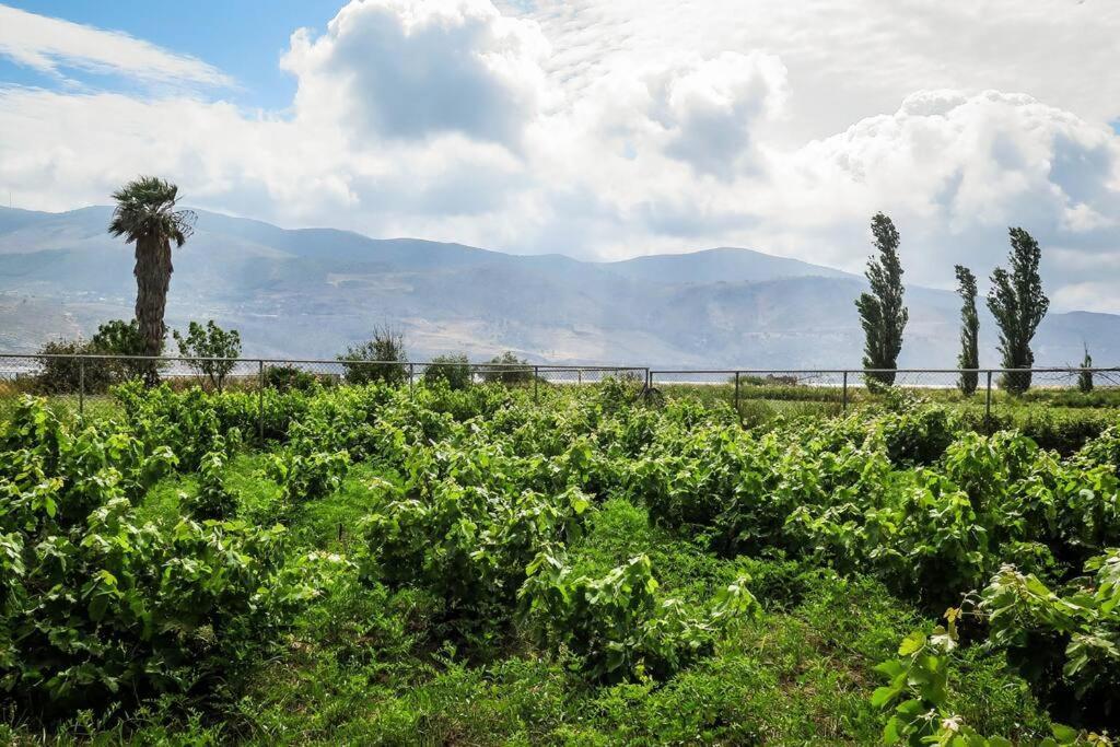 Villa Rania: Ευάερη Βίλα Με Θέα Τη Θάλασσα Lixouri Eksteriør billede